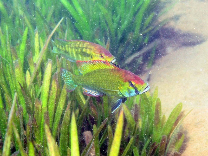 Astatotilapia calliptera 'Namalenje Island'